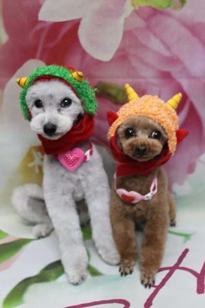 千葉県印西市のトイプードルのトリミング画像