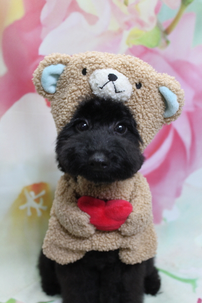 千葉県鎌ヶ谷市のトイプードルのトリミング画像