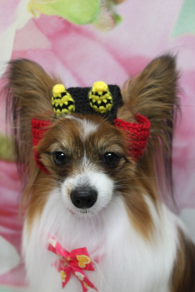 千葉県鎌ヶ谷市のパピヨンのトリミング画像