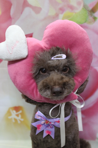 千葉県千葉市のトイプードルのトリミング画像