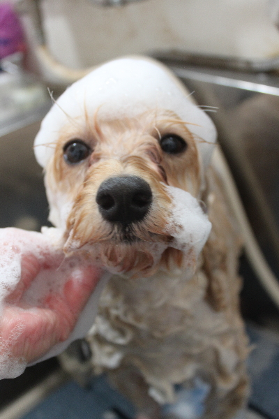千葉県鎌ヶ谷市のミックス犬のシャンプー画像