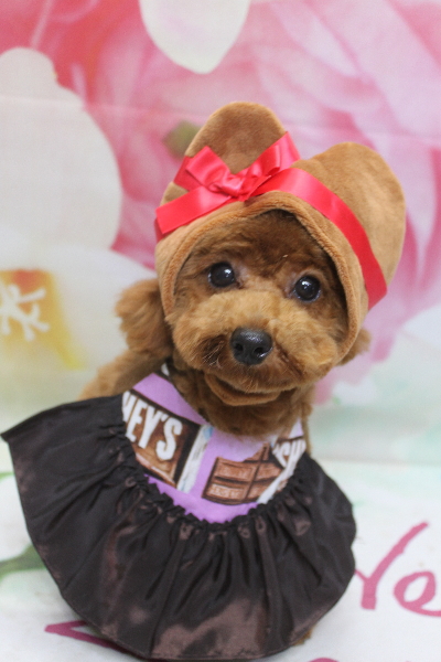 千葉県鎌ケ谷市トイプードルのトリミング画像