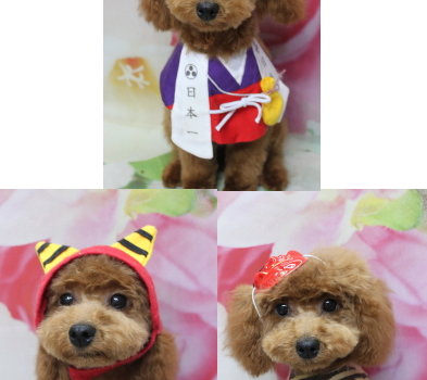 千葉県船橋市のトイプードルのトリミング画像