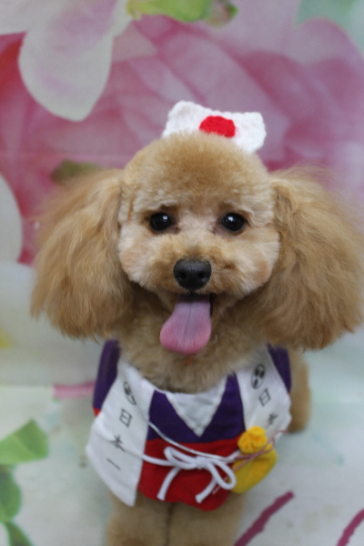 千葉県鎌ケ谷市のトイプードルのトリミング画像