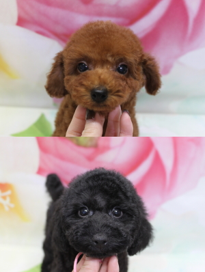 トイプードルブリーダーの子犬、トリミング画像