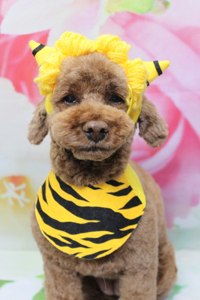 千葉県鎌ケ谷市トイプードルのトリミング画像