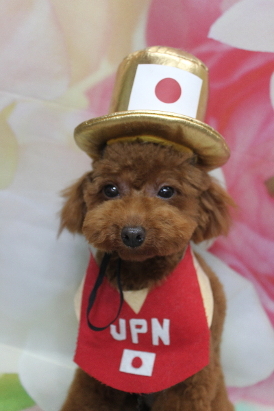 千葉県八千代市のトイプードルのトリミング画像