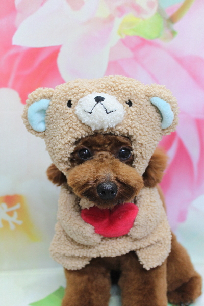 千葉県鎌ヶ谷市のトイプードルのトリミング画像