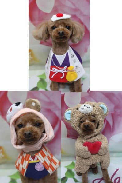 千葉県鎌ケ谷市のトイプードルのトリミング画像