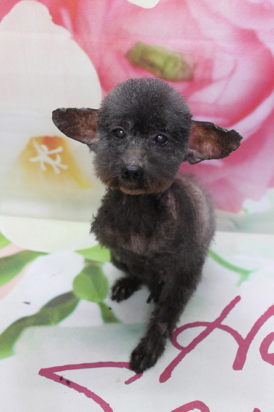 トイプードルブリーダーの成犬、トリミング画像