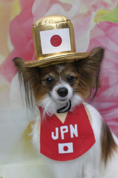 千葉県鎌ヶ谷市のパピヨンのトリミング画像