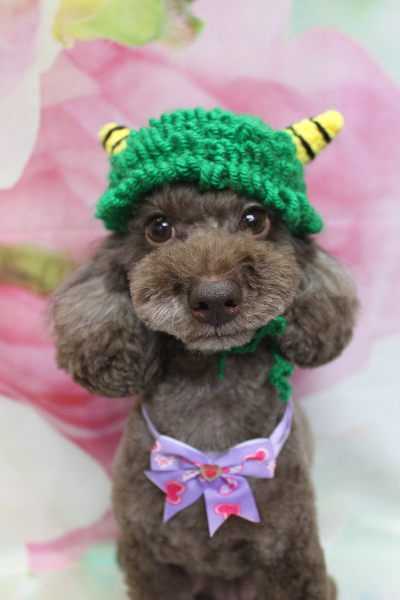 千葉県千葉市のトイプードルのトリミング画像