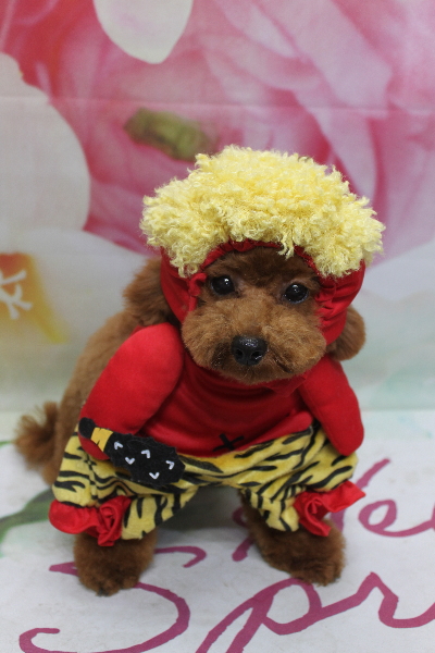 千葉県鎌ケ谷市トイプードルのトリミング画像