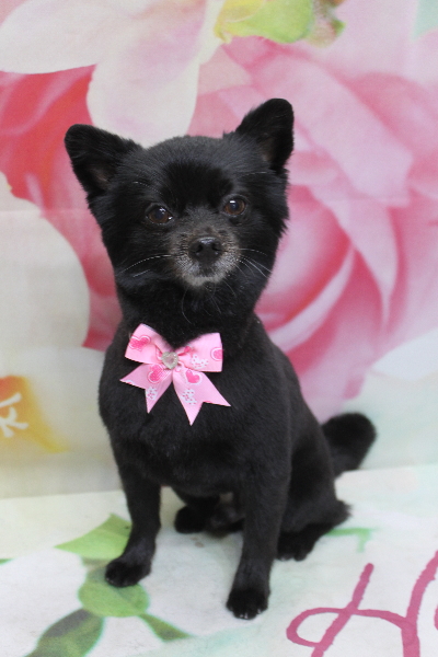 千葉県鎌ヶ谷市のミックス犬のトリミング画像