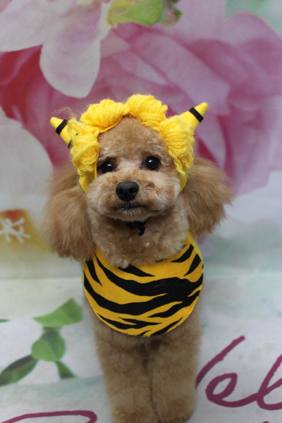 千葉県鎌ケ谷市のトイプードルのトリミング画像