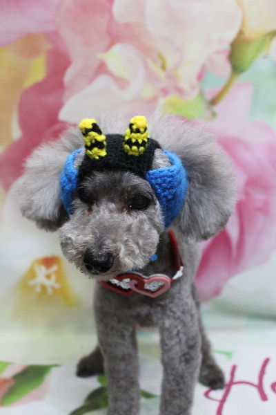 千葉県船橋市のトイプードルのトリミング画像