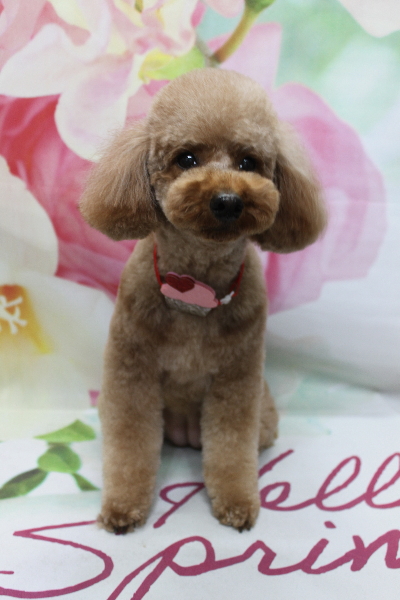 千葉県鎌ヶ谷市のトイプードルのトリミング画像