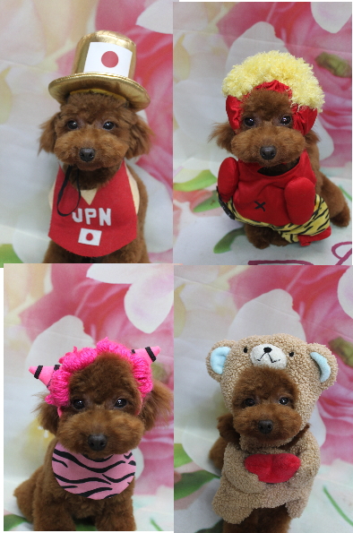 千葉県八千代市のトイプードルのトリミング画像