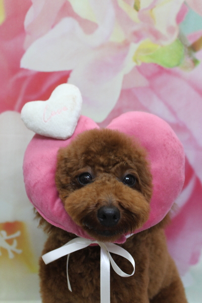 千葉県鎌ヶ谷市のトイプードルのトリミング画像