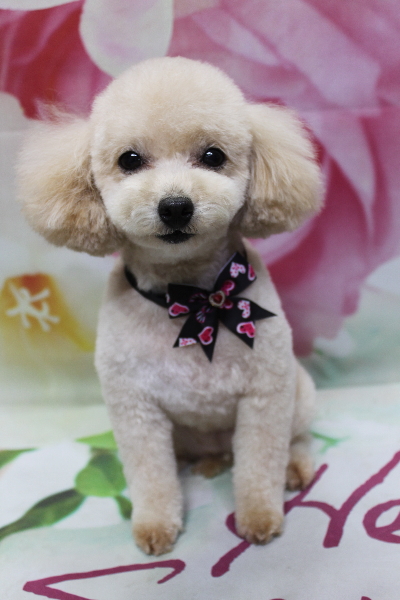 千葉県鎌ケ谷市のトイプードルのトリミング画像