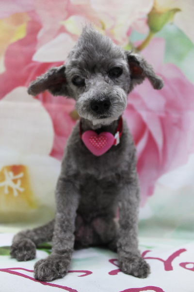 千葉県船橋市のトイプードルのトリミング画像