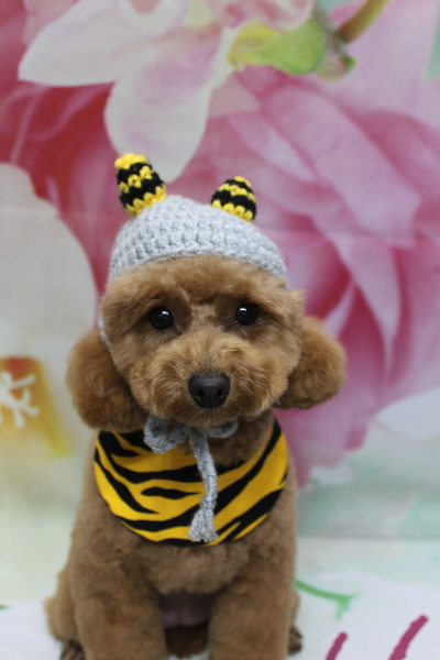 千葉県松戸市のトイプードルのトリミング画像