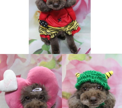 千葉県千葉市のトイプードルのトリミング画像