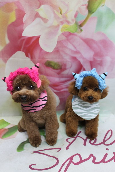 千葉県鎌ケ谷市トイプードルのトリミング画像