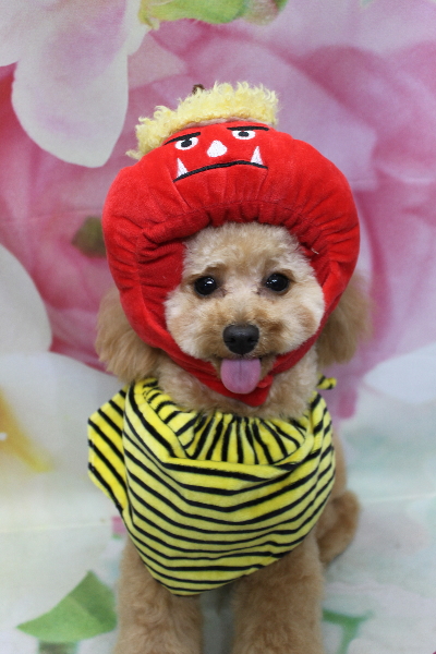 千葉県鎌ケ谷市のトイプードルのトリミング画像