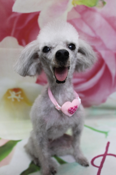 千葉県船橋市のトイプードルのトリミング画像