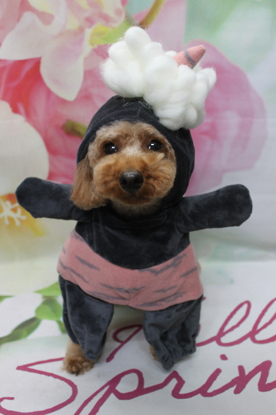 千葉県鎌ヶ谷市のトイプードルのトリミング画像