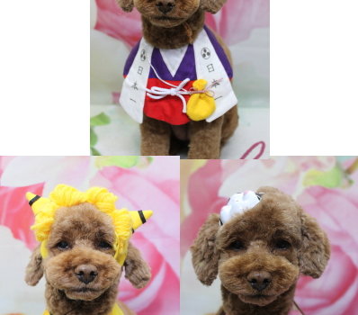 千葉県鎌ケ谷市トイプードルのトリミング画像