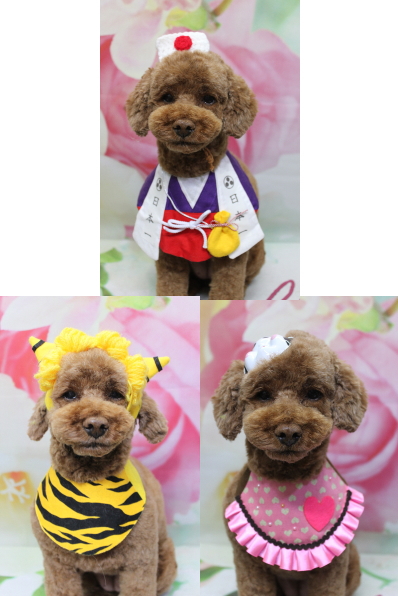 千葉県鎌ケ谷市トイプードルのトリミング画像