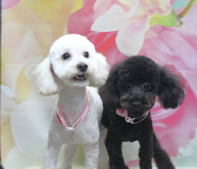 千葉県船橋市のトイプードルのトリミング画像