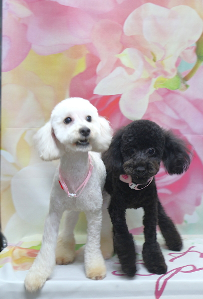 千葉県船橋市のトイプードルのトリミング画像