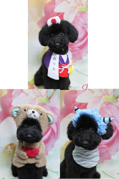 千葉県鎌ヶ谷市のトイプードルのトリミング画像