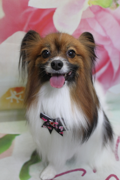 千葉県鎌ヶ谷市のパピヨンのトリミング画像