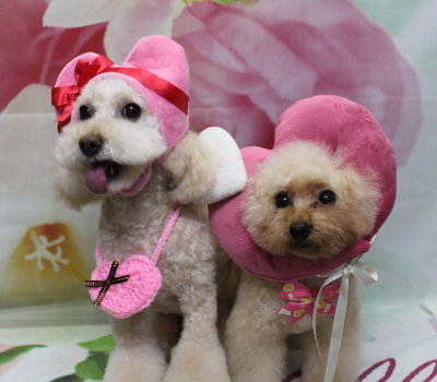 千葉県鎌ケ谷市のトイプードルトリミング画像