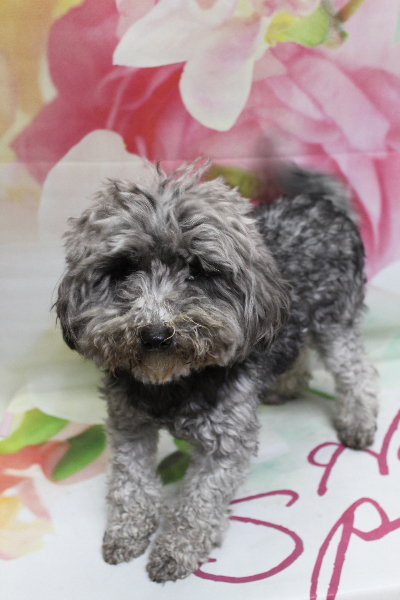 トイプードルブリーダーの成犬、トリミング画像