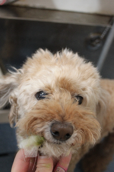 千葉県松戸市のトイプードルの歯磨き画像