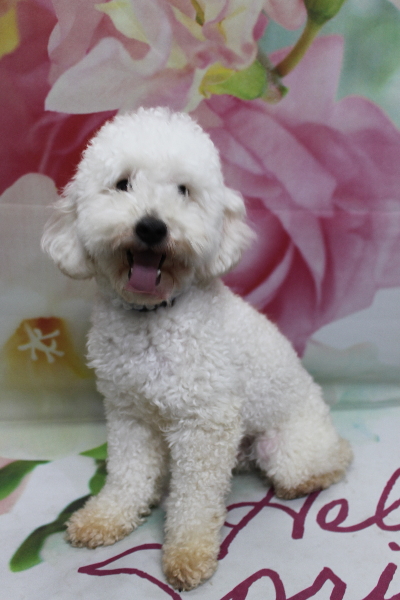 千葉県船橋市のトイプードルのトリミング前画像