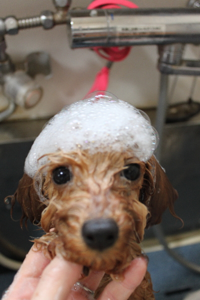 千葉県船橋市のトイプードルのシャンプー画像
