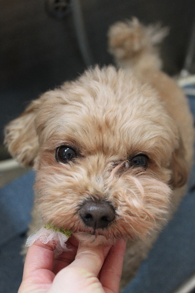 千葉県船橋市のミックス犬の画像歯磨き画像
