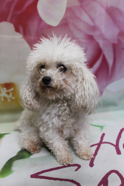 トイプードルブリーダーの成犬、トリミング前画像