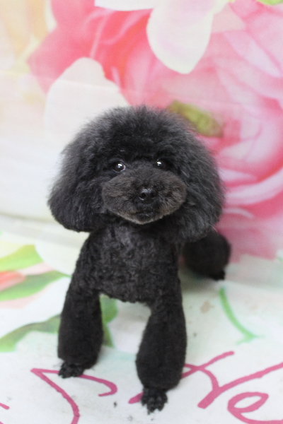 トイプードルブリーダーの成犬、トリミング画像