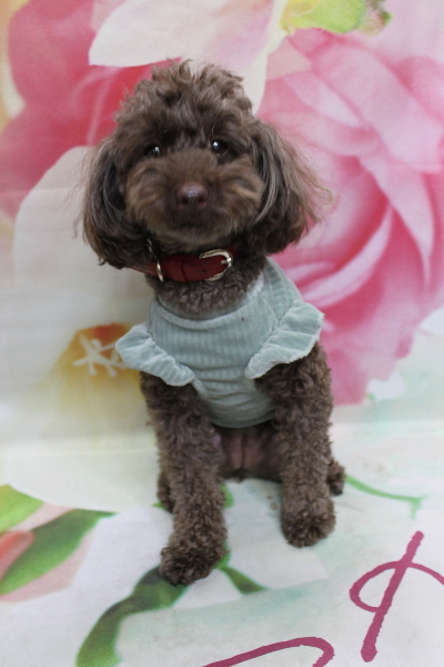 千葉県市川市のトイプードルのトリミング前画像