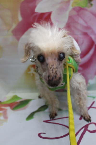 千葉県船橋市のトイプードルのトリミング前画像