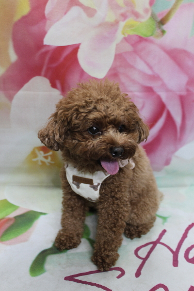 千葉県鎌ケ谷市トイプードルのトリミング前画像