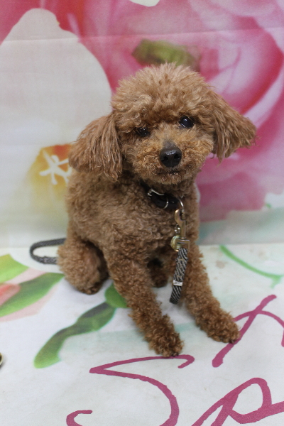 千葉県船橋市のトイプードルのトリミング前画像