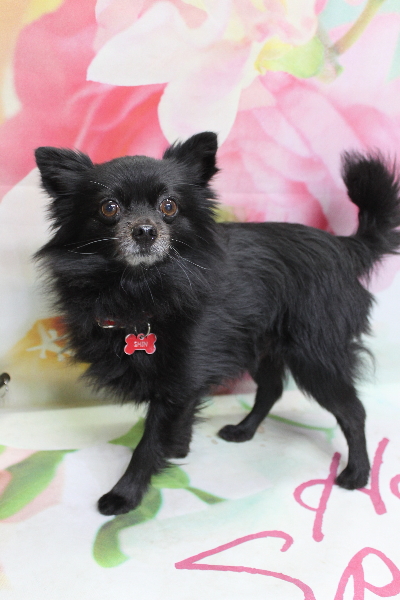 千葉県鎌ヶ谷市のミックス犬のトリミング前画像